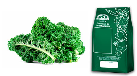 Libra (453 gr) de Semilla de Kale Verde Var. Kale Green (tasa 0%)