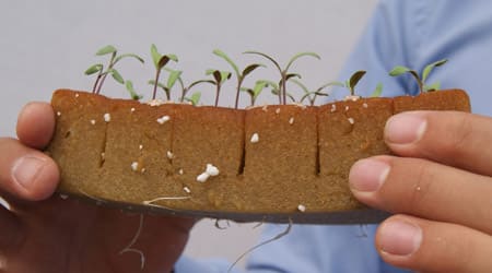 plantulas con hojas embrionarias o cotiledonales en semillero de foami agricola